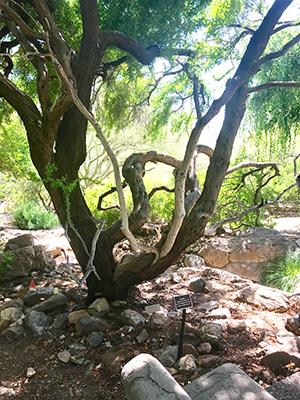 Memorial Tree on grounds